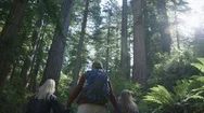Redwood Forest Family-01 Stock Footage
