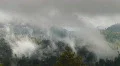 Redwood Forest Fog & Rain HSD 01 HD Footage