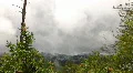 Redwood Forest Fog & Rain HSD 02 Time Lapse x7 HD Footage
