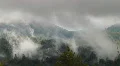 Redwood Forest Fog & Rain HSD 01 Time Lapse x4 HD Footage