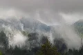 Redwood Forest Fog & Rain HSD 01 Time Lapse x4 Footage