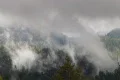 Redwood Forest Fog & Rain HSD 01 Footage