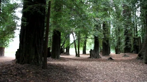 Redwood Forest Stock Footage 846191