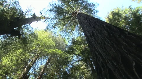 Redwood forest Видео 931948