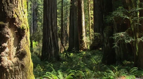 Redwood forest Stock Footage