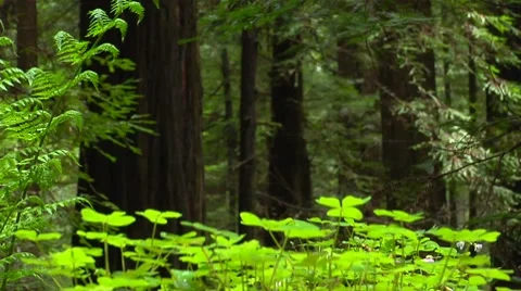 Redwood Forest Stock Footage 8576536