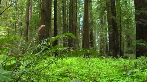 Redwood Forest Stock Footage 8577290
