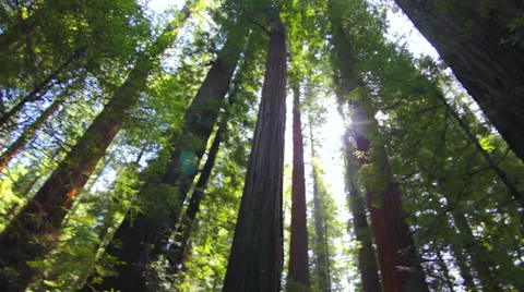 Redwood Forest Видео 36926606
