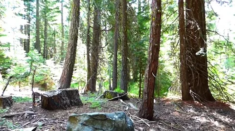 Redwood Forest 库存影片 40245506