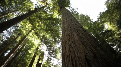 Redwood forest Stock Footage 60755834