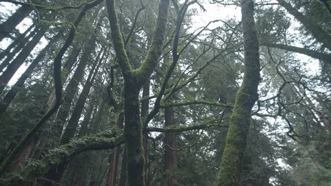 Redwood Forest Glade Stock Footage 99835151