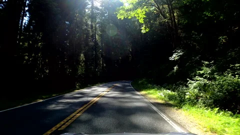 Redwood Forest Go Pro tracking Stockbeeldmateriaal 244879739
