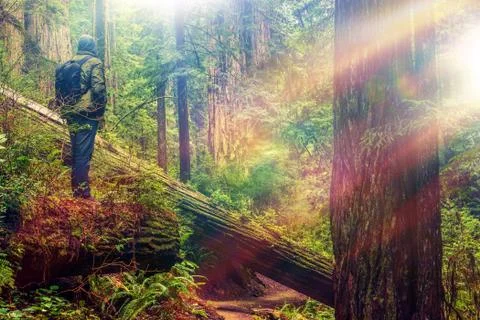 Redwood Forest Hiker. Stock Photos