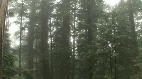 Redwood forest -pan down-1 Stock Footage 724708