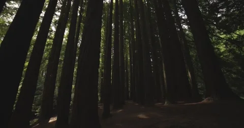 Redwood forest pan up Stock Footage 171191222