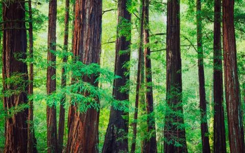 Redwood forest Stock Photos