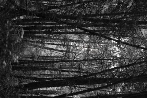 Redwood Forest Foto stock