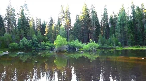 Redwood Forest Pond Video stock 40245486