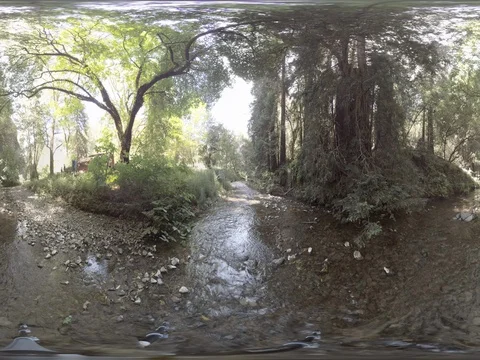 Redwood Forest River Stock Footage 76920299