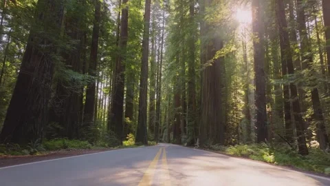 Redwood forest road view 動画素材 345720071