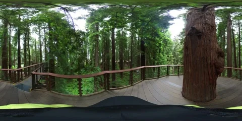 Redwood Forest Skywalk Walking POV VR 360 Equirectangular 03 California USA Stock Footage 264242953