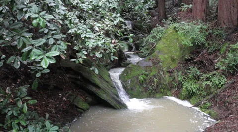 Redwood forest small waterfall Stock-Footage 1883085