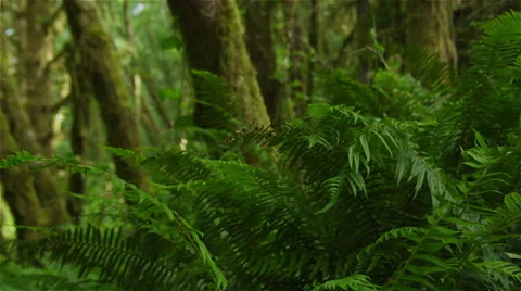 Redwood Forest Time Lapse Stock Footage 51755417
