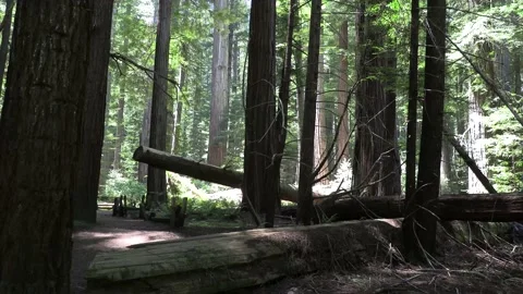 Redwood forest view Stock Footage 154874119
