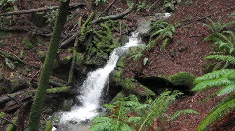 Redwood forest waterfall Stock-Footage 1886423