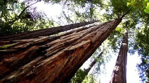 Redwood Forest.44 Stock Footage