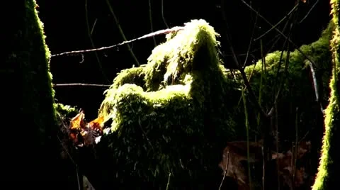 Redwood Forest.79 動画素材 20624945