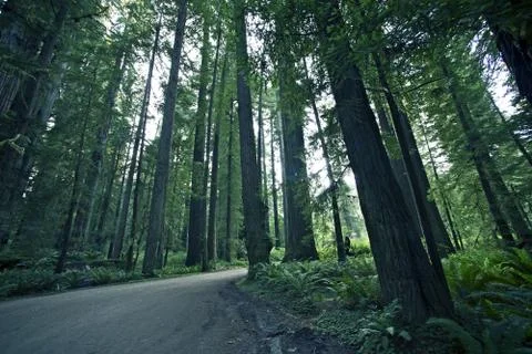 Redwood forestry Stock Photos