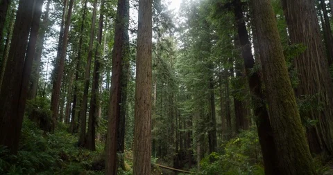 Redwood gorge Stock Footage 102215333