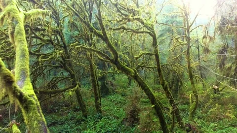 Redwood Green Trees 01 Stock Footage 80692758
