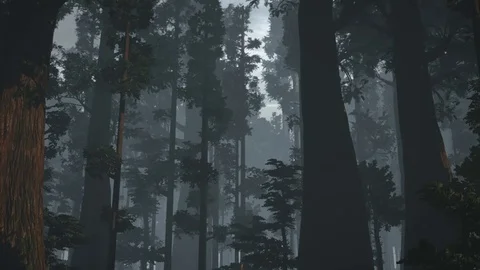 Redwood Growing Stock Footage 81308074