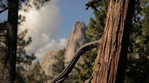 Redwood Mountain Rack Focus Track Stock Footage 71124113