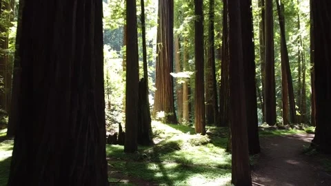 Redwood moving forward Video stock 161868980