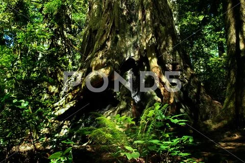Redwood National Park Giant Redwood Trees Stock Photos