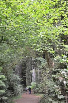 Redwood path Stock Photos