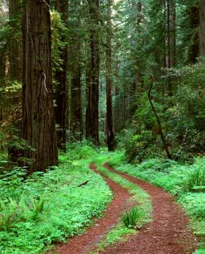 Redwood Path Stock Photos