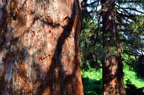 Redwood Stock Photos