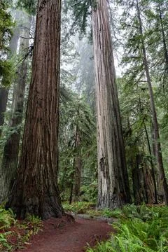 Redwood Stock Photos