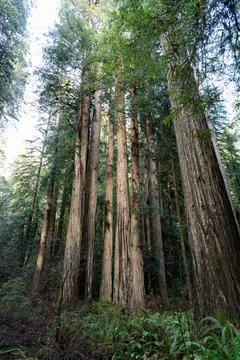 Redwood Stock Photos