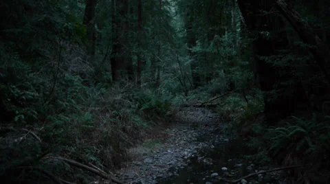 Redwood river bed Stock Footage 34424474