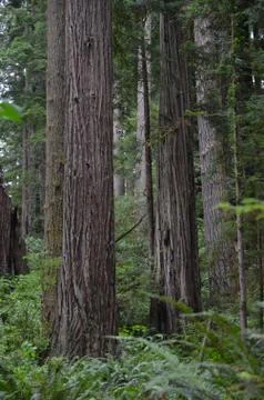Redwood Sequioa Stock Photos