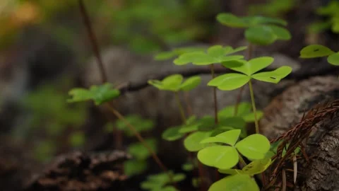 Redwood sorel Vidéo 317587115