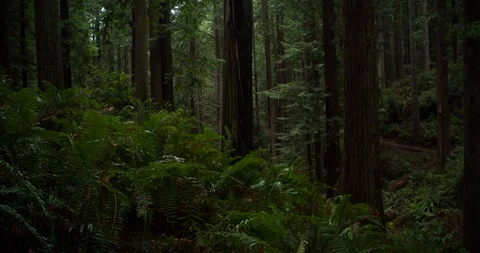 Redwood Stillness Stock Footage 102203829