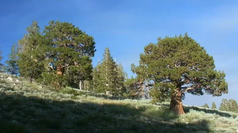 Redwood sunset (timelapse) Stock Footage 548903