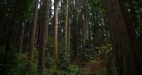 Redwood terror Stock Footage 102206014