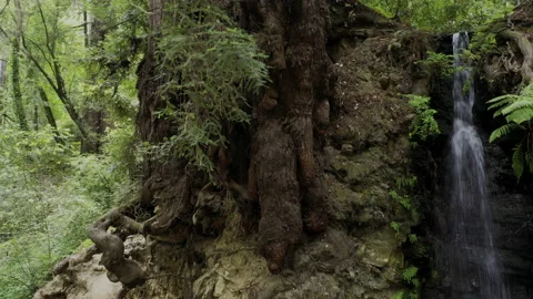 Redwood tree and roots. Stock Footage 168396576